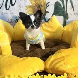 Chihuahuas from Arizona Dream Chihuahuas