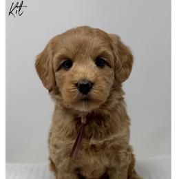 Kit - Apricot female Australian Labradoodle puppy in Sacramento, California from Little Farmstead Labradoodles