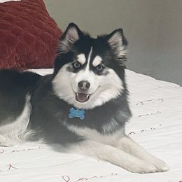 Nakoda - Pomsky