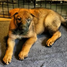 German Shepherd Puppies from Royalty German Shepherds