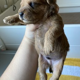 Schnoodle Puppies from Noodle Tings Puppies