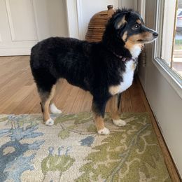 Miniature Australian Shepherd and Toy Australian Shepherd All Grown Up from Rolling Ridge Farms