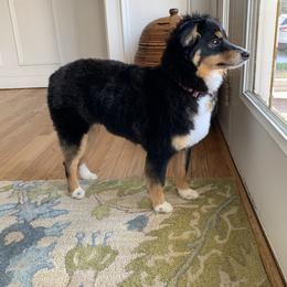 Miniature Australian Shepherd and Toy Australian Shepherd All Grown Up from Rolling Ridge Farms