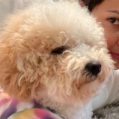 Morgan - Double Doodle