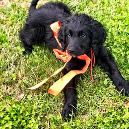 Goldendoodle Puppies from DoodleSmith, LLC