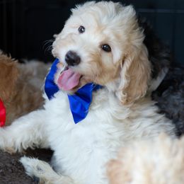 Aussiedoodle Puppies from Dreamydoodle NW