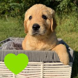 Douglas (Green) - Golden male Golden Retriever puppy in Cadillac, Michigan from K & M Golden Retrievers