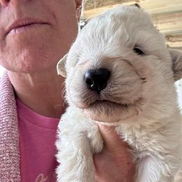 Female 2 - White female Maremma Sheepdog puppy in New Auburn, Wisconsin from Cordell Corgis