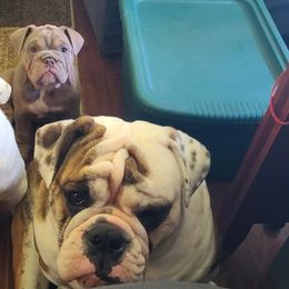 Bulldog Puppies from Pappy's Bullies