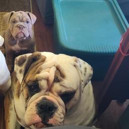 Bulldog Puppies from Pappy's Bullies