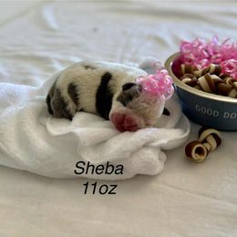 Princess Sheba - Fawn brindle and white female Bulldog puppy in Tremonton, Utah from Snuggle Pups