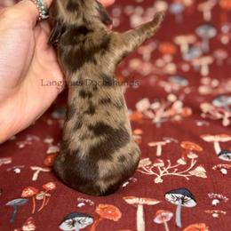 Boy 2 - Dapple male Dachshund puppy in Centreville, Alabama from Langhaus Dachshunds