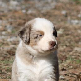 Jelly Bean - Red merle male Australian Shepherd puppy in Laurel, Mississippi from Reeves Australian Shepherds