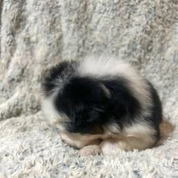 Hopper - Black tri-color male Australian Shepherd puppy in Saint Maries, Idaho from North Idaho Aussies