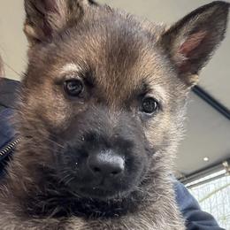 Bijou - Sable female German Shepherd puppy in Blue Ridge, Georgia from Vom Blauberge German Shepherds