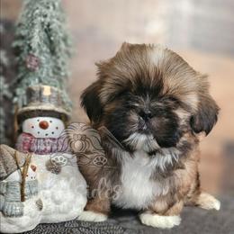 Ricci - Gold and white male Shih Tzu puppy in Sanger, California from Hillsides Shih-Tzu