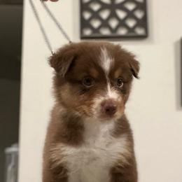 Mercy (Purple) - Red tri-color female Australian Shepherd puppy in Navasota, Texas from Triple MMM Kennel