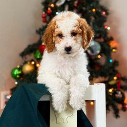 Clove - Parti female Goldendoodle puppy in Urbana, Illinois from ZaraDoodles