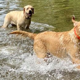 Labrador Retrievers from Ardleckna Labradors