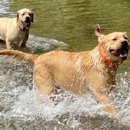 Labrador Retrievers from Ardleckna Labradors