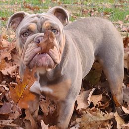Bulldog Puppies from Pappy's Bullies