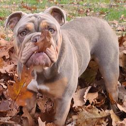 Bulldog Puppies from Pappy's Bullies