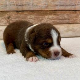 Wynonna - Red tri female Miniature Australian Shepherd puppy in Midway, Texas from L Bar W Aussie Ranch