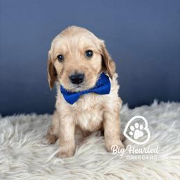 Cairo - Cream male Companion Cross puppy in Utah County, Utah from Big Hearted Breeders