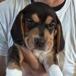 Beagle Puppies from Vaughn Gross