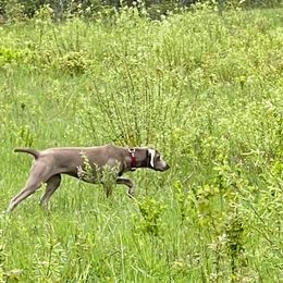 Weimaraners from Barts Acres Weimaraners