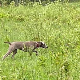 Weimaraners from Barts Acres Weimaraners