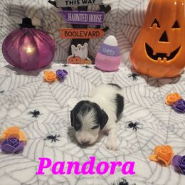 Pandora - Piebald female Dachshund puppy in Onalaska, Texas from Weenies on the Lake