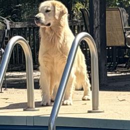 Spanx - Golden Retriever