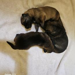 Girl 2 - Sable female German Shepherd puppy in Richland, New York from Hirten Bray Hugel