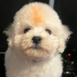 Orange - White male Bichon Frise puppy in Wilmington, North Carolina from Cape Fear Bichons