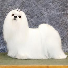 CH Rocky - Maltese