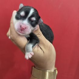 Robi - Black and white male Pomsky puppy in Mc Callsburg, Iowa from SZ Rolling Acres LLC
