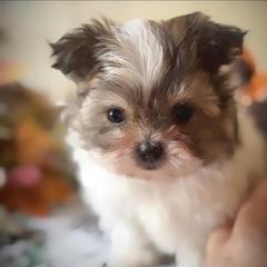 Mi-Ki and West Highland White Terrier Puppies from Cricket Hill’s Westies and Shekinah’s Mi-Kis