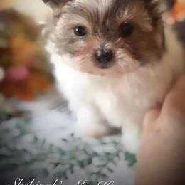 Mi-Ki and West Highland White Terrier Puppies from Cricket Hill’s Westies and Shekinah’s Mi-Kis