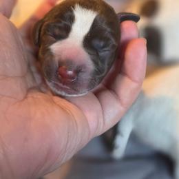 Lavender girl - Liver and white female German Shorthaired Pointer puppy in Kenai, Alaska from LakeHaus Kennels
