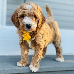 Goldendoodle Puppies from Doodle Squad Puppies