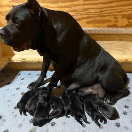 Girl 4 - Black female Cane Corso puppy in Paris, Texas from Knucklehead Cane Corso