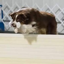 Australian Shepherds and German Shepherds from Northpoint