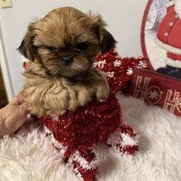 Wilma - Sable female Shih Tzu puppy in Boiling Springs, South Carolina from Sherry Whiteside's Shih Tzus