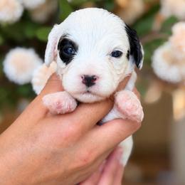 October - Tri-color male Cavapoo puppy in Yuciapa, California from AlltheDoodlez_