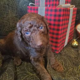 Nala - Chocolate female Labradoodle puppy in Siloam Springs, Arkansas from Siloam Doodles