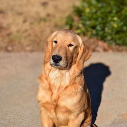 Golden Retriever Puppies from Upstate Revival Retrievers