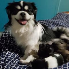 Tibetan Spaniel Puppies from Trillium Tibetan Spaniels
