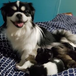 Tibetan Spaniel Puppies from Trillium Tibetan Spaniels