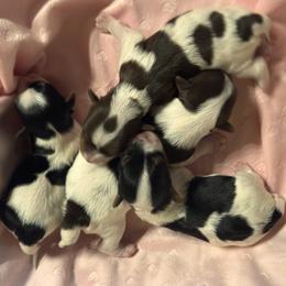 Yorkshire Terrier puppies from Maranatha Yorkies - Stockton